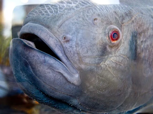 fish