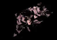 Small dark thumbnail frame from the papereyes cycle animation